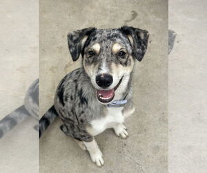 Catahoula Leopard Dog-Unknown Mix Dogs for adoption in Newport Beach, CA, USA