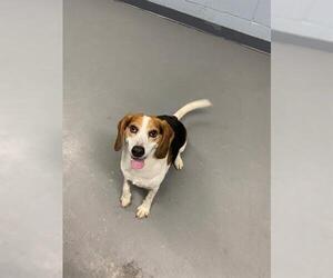Beagle Dogs for adoption in Tallahassee, FL, USA