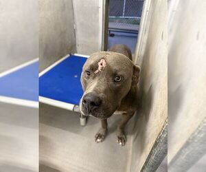 American Staffordshire Terrier Dogs for adoption in Tallahassee, FL, USA