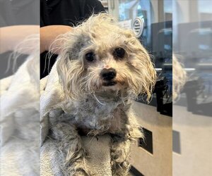 Maltipoo Dogs for adoption in Tracy, CA, USA