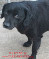 Labrador Retriever-Unknown Mix Dogs for adoption in Holden, MO, USA