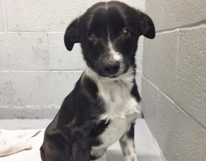 Border Collie-Unknown Mix Dogs for adoption in Polson, MT, USA