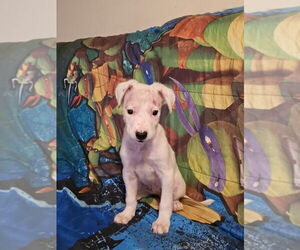 Chihuahua-Labrador Retriever Mix Dogs for adoption in Brewster, NY, USA