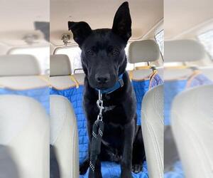 Shepradors Dogs for adoption in Center Township, PA, USA