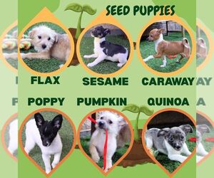 Mutt Dogs for adoption in Lindsay, CA, USA