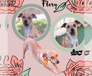 Chiweenie Dogs for adoption in Lindsay, CA, USA