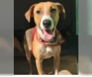 Basenji-Beagle Mix Dogs for adoption in El Cajon, CA, USA