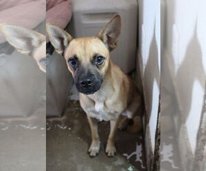 Pointer-Pug Mix Dogs for adoption in El Centro, CA, USA