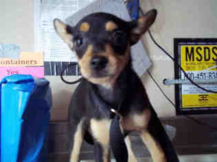 Medium Photo #1 Chihuahua Puppy For Sale in Chula Vista, CA, USA