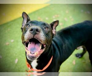 American Pit Bull Terrier-Labrador Retriever Mix Dogs for adoption in Orlando, FL, USA