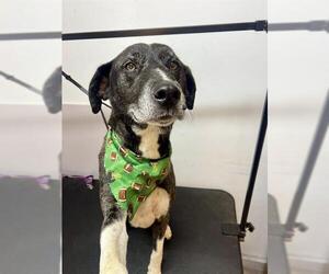 Labrenees Dogs for adoption in Newton, NC, USA