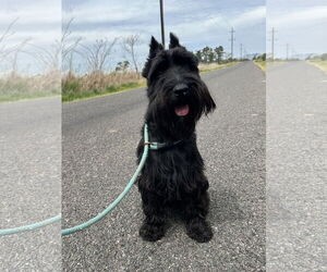 Mutt Dogs for adoption in Chico, CA, USA