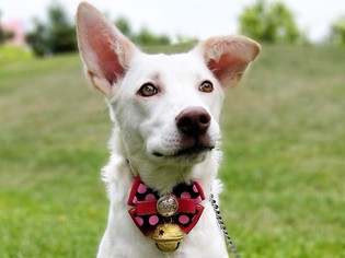 Labrador Retriever-Unknown Mix Dogs for adoption in San Francisco, CA, USA