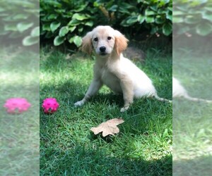 Golden Retriever Dogs for adoption in Cumming, GA, USA