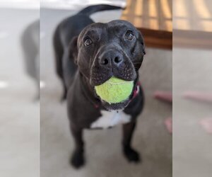 American Pit Bull Terrier-Labrador Retriever Mix Dogs for adoption in Elgin, IL, USA