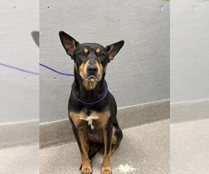 Rottweiler-Unknown Mix Dogs for adoption in Las Vegas, NV, USA