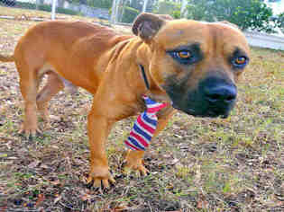 Medium Photo #1 Bullboxer Pit Puppy For Sale in Tavares, FL, USA