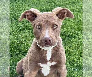 Labrador Retriever-Staffordshire Bull Terrier Mix Dogs for adoption in Phoenix, AZ, USA