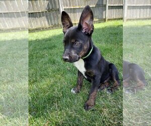 Australian Shepherd-Unknown Mix Dogs for adoption in Fort Wayne, IN, USA