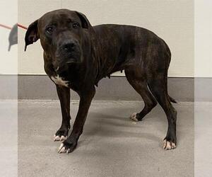 Mutt Dogs for adoption in Modesto, CA, USA