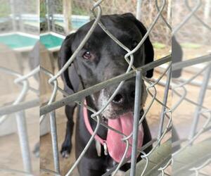 Great Dane Dogs for adoption in Pembroke, GA, USA