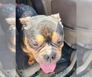 Bulldog-Unknown Mix Dogs for adoption in San Antonio, TX, USA