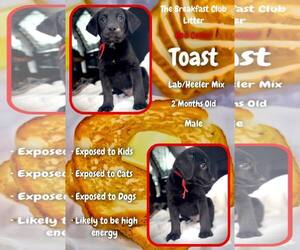 Mutt Dogs for adoption in Jacksonville, NC, USA