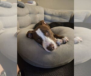 Mutt Dogs for adoption in Springdale, PA, USA