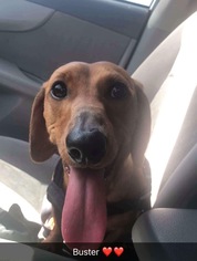 Dachshund Dogs for adoption in Alta Loma, CA, USA
