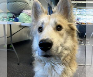 Siberian Husky-Unknown Mix Dogs for adoption in Anchorage, AK, USA