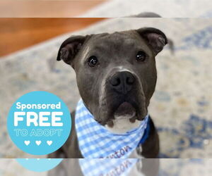 Mutt Dogs for adoption in Chestertown, MD, USA