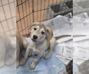 Golden Pyrenees Dogs for adoption in SHERBURNE, NY, USA