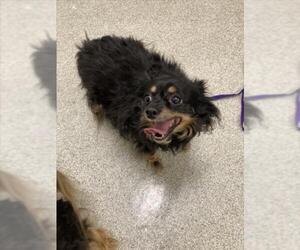 Paperanian Dogs for adoption in Fort Collins, CO, USA