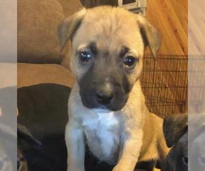 Boxer Dogs for adoption in Morton Grove, IL, USA
