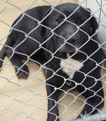 Medium Photo #1 American Bulldog-Labrador Retriever Mix Puppy For Sale in Zanesville, OH, USA