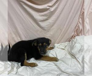 Rottweiler-Unknown Mix Dogs for adoption in Modesto, CA, USA