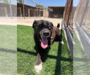 Collie-Labrador Retriever Mix Dogs for adoption in Frisco, TX, USA