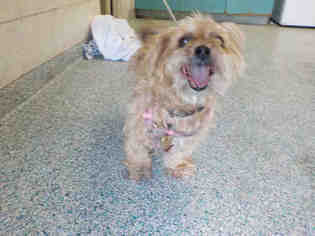 Border Terrier Dogs for adoption in Long Beach, CA, USA