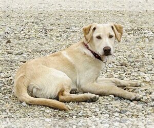 Labrador Retriever-Unknown Mix Dogs for adoption in Polson, MT, USA