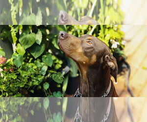 Doberman Pinscher-Unknown Mix Dogs for adoption in Princeton, MN, USA