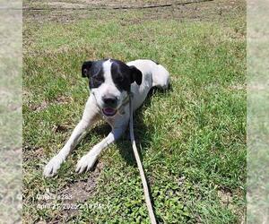 Labrador Retriever-Unknown Mix Dogs for adoption in San Antonio, TX, USA