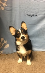 Pembroke Welsh Corgi Dogs for adoption in Chester, IL, USA