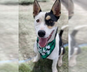 American Pit Bull Terrier-Unknown Mix Dogs for adoption in Ventura, CA, USA