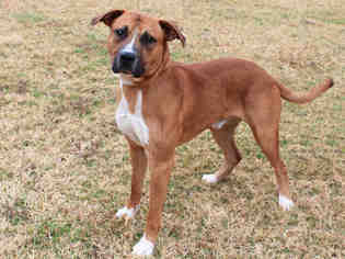 Boxador Dogs for adoption in Edmond, OK, USA