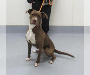 American Pit Bull Terrier-Unknown Mix Dogs for adoption in Louisville, KY, USA