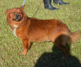 Chow Chow-Pomeranian Mix Dogs for adoption in Harpswell, ME, USA