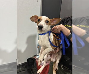 Chiweenie Dogs for adoption in Bakersfield, CA, USA
