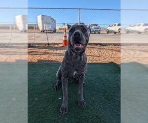 Mutt Dogs for adoption in HESPERIA, CA, USA