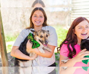 Pembroke Welsh Corgi-Unknown Mix Dogs for adoption in Shreveport, LA, USA
