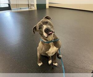 American Pit Bull Terrier Dogs for adoption in Pasadena, CA, USA